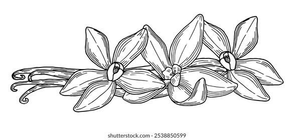 Vanilla pods and flowers hand drawn composition. Natural aroma ingredient and spice. sketch vector illustration