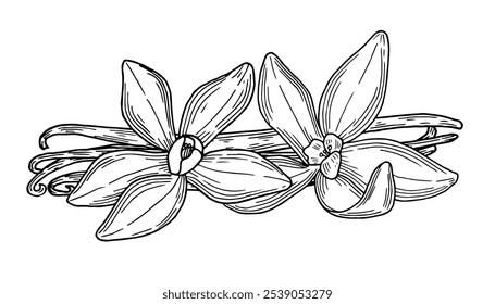 Vanilla pods and flowers hand drawn composition. Natural aroma ingredient and spice. sketch vector illustration