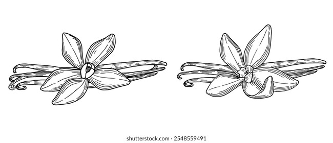 Vanilla pods and flowers hand drawn composition. Natural aroma ingredient and spice. sketch vector illustration