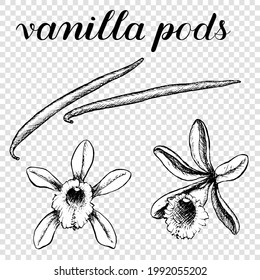 Cacerolas de vainilla y flores. Ilustración vectorial de las especias. Blanco y negro aislados en un fondo transparente. Libro de coloración