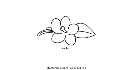 Vanilla Pods and Flowers Vector Illustration