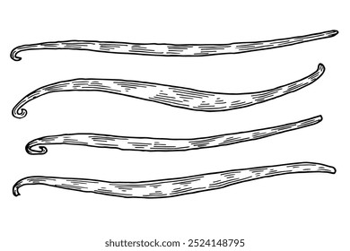 Vanilla pods hand drawn. Natural spice sketch vector illustration