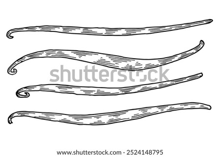 Vanilla pods hand drawn. Natural spice sketch vector illustration Stock photo © 