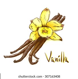 Vanilla pods with one yellow orchid. Sketch with watercolor imitation texture. Vector illustration.