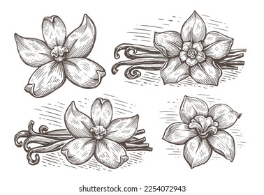 Vanilla pods and orchid flower set. Vanillas spicy sketch. Hand drawn line herb, leaves vector illustration