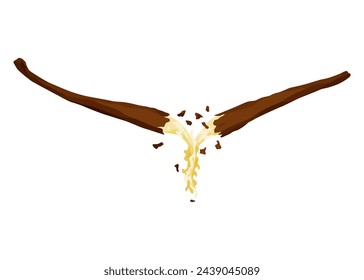 Vanilla pods or stick. Realistic vector design isolated element. Nature spice with drops