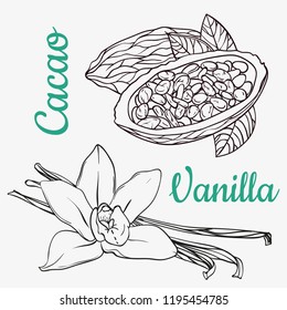 Vanilla pods or sticks and cacao hand drawing sketches isolated on white background. Vanilla plant flower aroma illustration