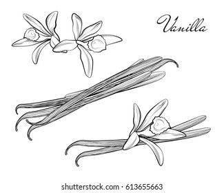 Vanilla Pods Sticks Flavoring Aromatic Orchid Extract Hand Drawing Outline Sketch Isolated On White Background. Doodle Flower Blossom Spicy Herb Vector. 