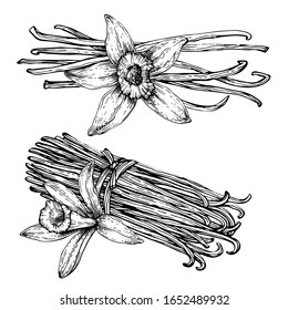 Vanilla pods, sticks with Vanilla flower. Hand drawing sketch isolated on white background. Kitchen herbs and spices.