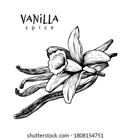 Vanilla pods, sticks and flower. Spices isolated on white background. Aromatic ingredient for cooking, perfumery. Vector hand drawing illustration.