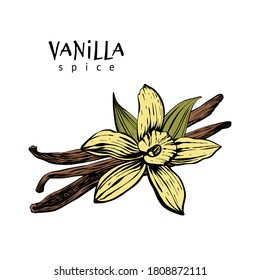Vanilla pods, sticks and flower. Spices isolated on white background. Aromatic ingredient for cooking, perfumery. Vector hand drawing illustration.