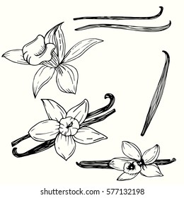 Vanilla pods or sticks hand drawing sketches isolated on white background. Vanillas doodle spicy herbs vector. Vanilla plant flower aroma illustration