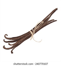 Vanilla pods, vector illustration