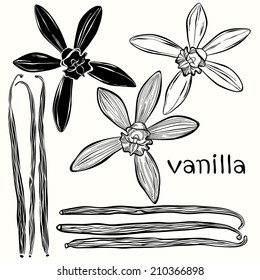 Vanilla set. Hand-drawn vector illustration, can be used as a design element.