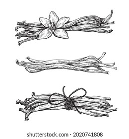Vanilla set vector elements. Hand drawn. Graphic illustration for package, desing.