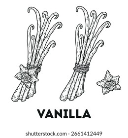 Boceto de vainilla. Ilustración vectorial dibujada a mano. NO se genera IA.