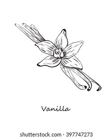 Vanilla sketch style. Vector illustration for your design