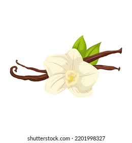 caricatura de vainilla spice. frijol de vainilla, flor blanca, ingrediente de orquídeas, alimento de vara, aromático sabor, aroma vainilla natural ilustración vectorial