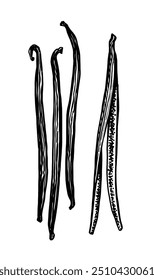 Vanilla spice. Dried beans. Hand drawn ink sketch isolated. Vintage style.