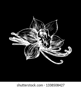 Vanilla, spice. Flower. Vector illustration, sketch, handmade.  Spice for use in cooking. Design element for packaging.

