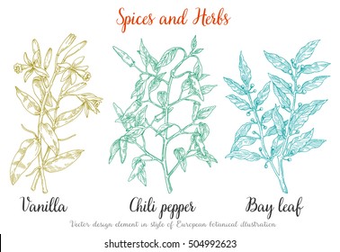 Vanilla, spice with flowers and leaves, Hot chili pepper, Bay leaf, detailed drawing pencil sketch, gravure style, vegetarian spices