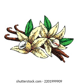 vanilla spice hand drawn vector. pod bean, flower white, orchid ingredient, stick food, flavor aromatic, aroma natural vanilla spice sketch. isolated color illustration