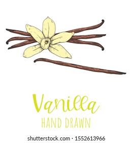 Vanilla spice pod hand drawn vector illustration, isolated sketched drawing.