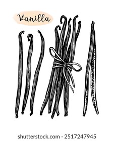 Vanilla spice set. Dried beans. Hand drawn ink sketch isolated. Vintage style.