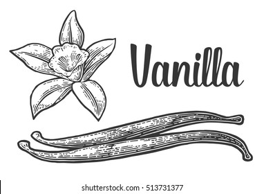 Vanilla Stick And Flower. Isolated On White Background. Vector Black Vintage Engraved Illustration. Hand Drawn Design Element And Lettering For Label And Poster