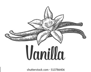 Vanilla Stick And Flower. Isolated On White Background. Vector Black Vintage Engraved Illustration. Hand Drawn Design Element And Lettering For Label And Poster