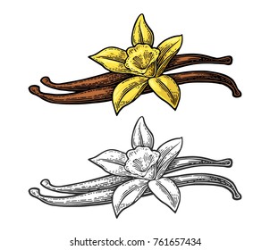 Vanilla stick and flower. Isolated on white background. Vector color and monochrome vintage engraving illustration. Hand drawn design element for label and poster