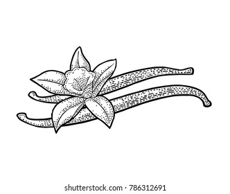 Vanilla stick and flower. Isolated on white background. Vector black vintage engraving illustration. Hand drawn design element for label and poster