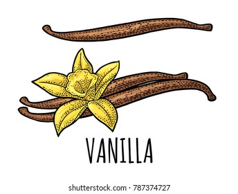 Vanilla stick and flower. Isolated on white background. Vector black vintage engraving illustration. Hand drawn design element for label and poster