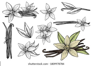白い背景にバニラのさやまたは手描きのスケッチ バニラス落書き風辛いハーブのベクター画像 バニラの植物の花の香りのイラスト のベクター画像素材 ロイヤリティフリー