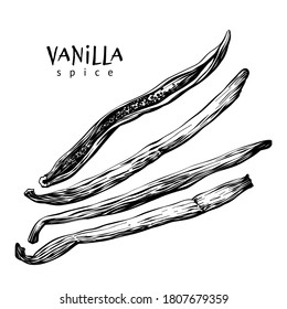 Vanilla sticks pods with linear art on white background. Spice. Vector hand drawing illustration.