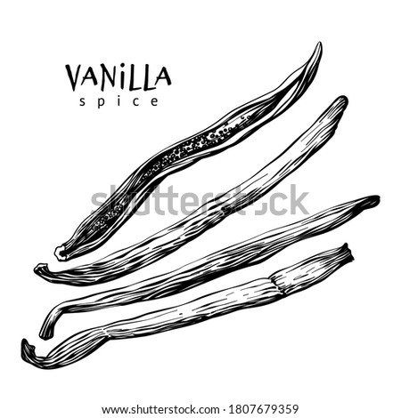 Vanilla sticks pods with linear art on white background. Spice. Vector hand drawing illustration. Stock photo © 
