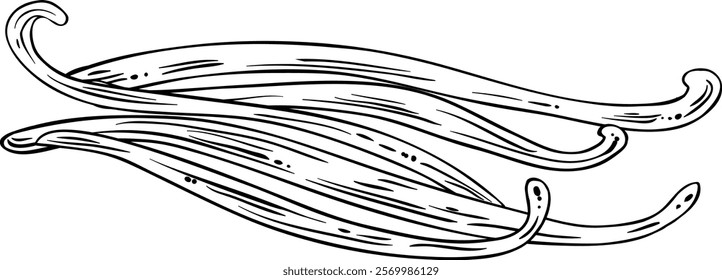 vanilla sticks vector isolated illustration