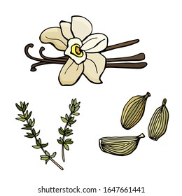Vanilla, thyme, Kardamom. Cartoon-Illustration der Vektorillustration. weißer Hintergrund, Isolation.Stockillustration.