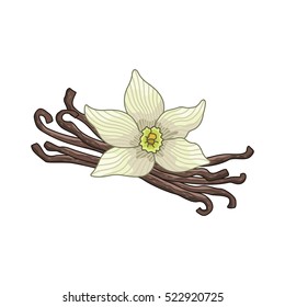 Vanilla vector colored botanical illustration. Product to prepare delicious and healthy food. Isolated on white background.