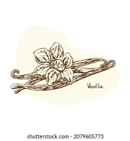 Vector de vainilla. Ilustración vectorial con hierbas y especias dibujadas a mano. Estilo esquemático. Ilustraciones antiguas. Plantas aromáticas. Esbozo dibujado a mano de la comida. Diseño de tarjetas. Especias y hierbas diseño blanco y negro
