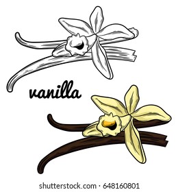 Vanilla vector illustration isolated on white background. Sketch style, cartoon style illustration. Cooking spicy ingredient