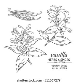 vanilla  vector set on white background