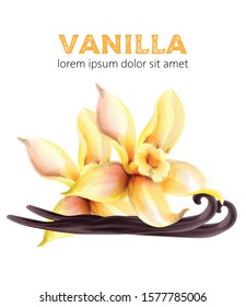 Vanilla watercolor sticks and leaves. Healthy products vector