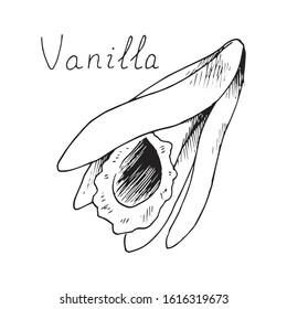 Vanilla.Blooming orchid flower. Herb. Isolated clipart set
on white background. Hand-drawn ink sketch.