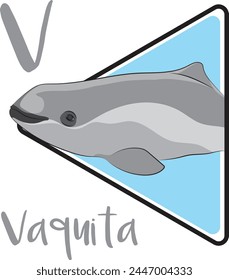 The Vaquita is currently on the brink of extinction. Vaquita is the smallest living species of cetacean. The Vaquita has a large dark ring around its eyes.