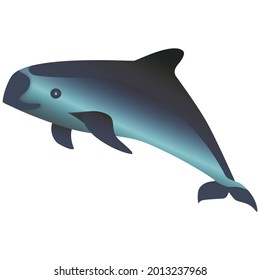 Vaquita illustration which is type of dolphin