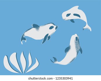 vaquita marina blue whale sealife  vector illustration