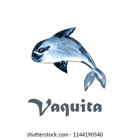 vaquita marina vector illustration