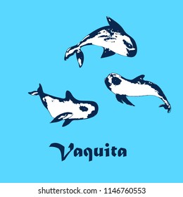 vaquita marina vector illustration