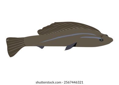 varal fish in brown color with a long tail commonly known as Snakehead murrel illustration